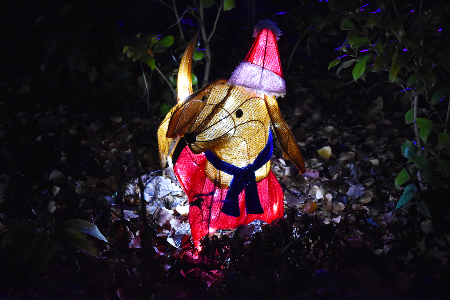 Illuminated Christmas dog latern displayed outdoors at night