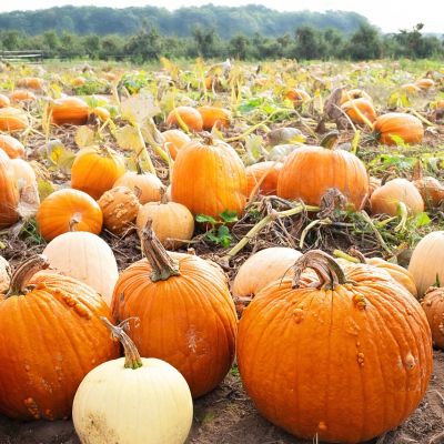 Demelza\'s Pumpkin Patch
