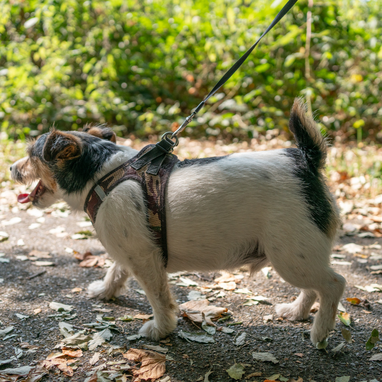 little terrier dog