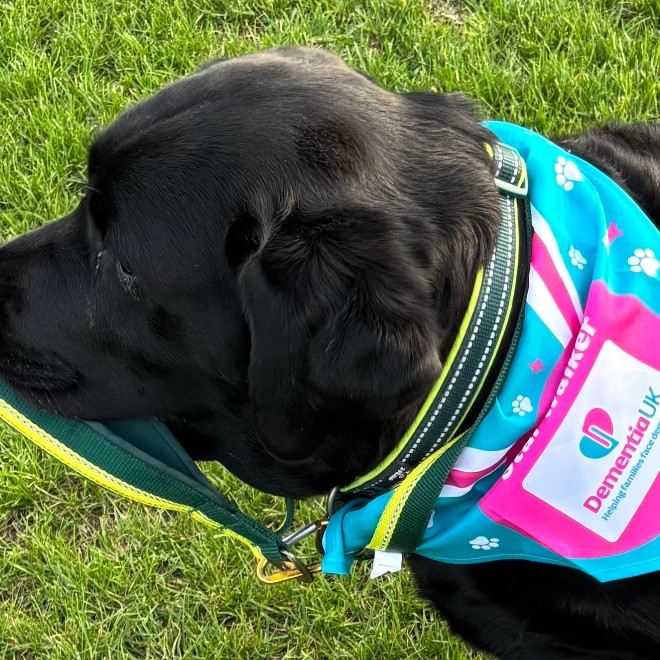 Fanny The Wonder Dog