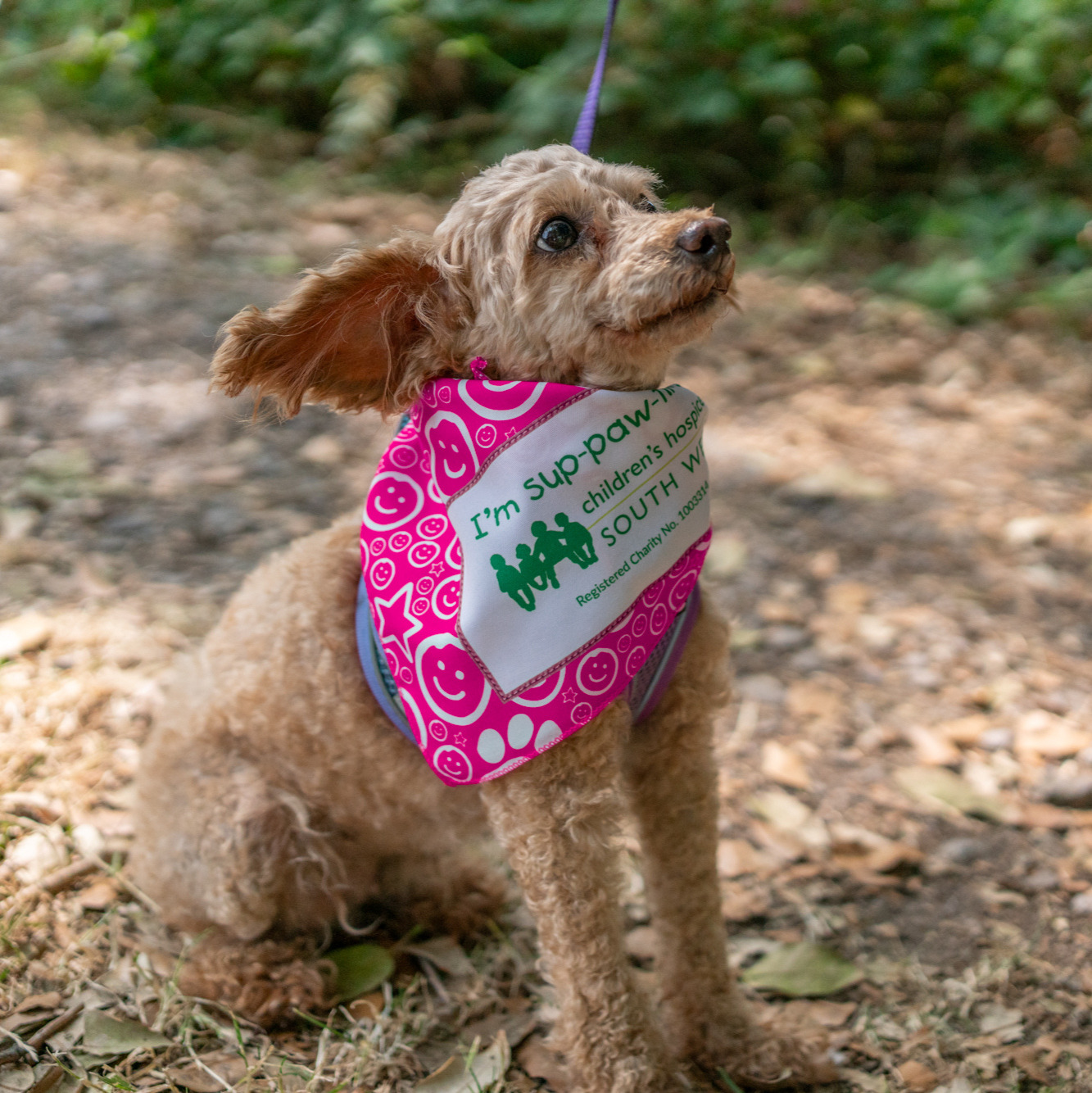 tiny poodle in a pink bandana