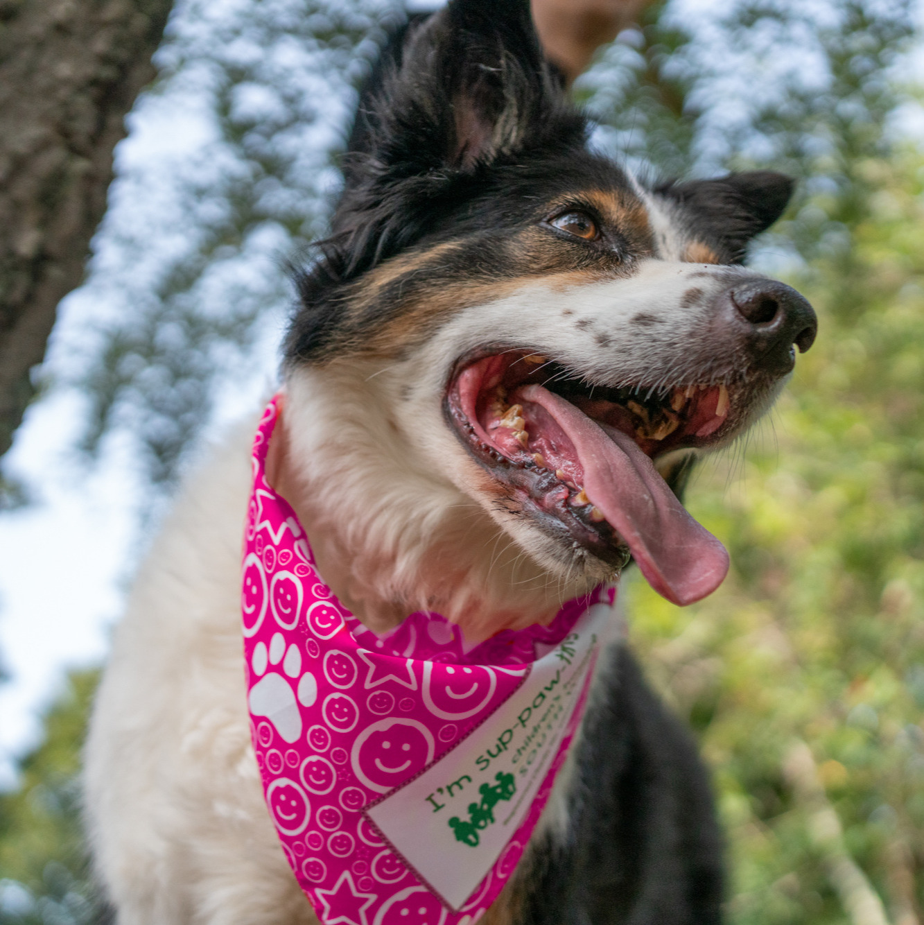 collie wearing pink dog bandana