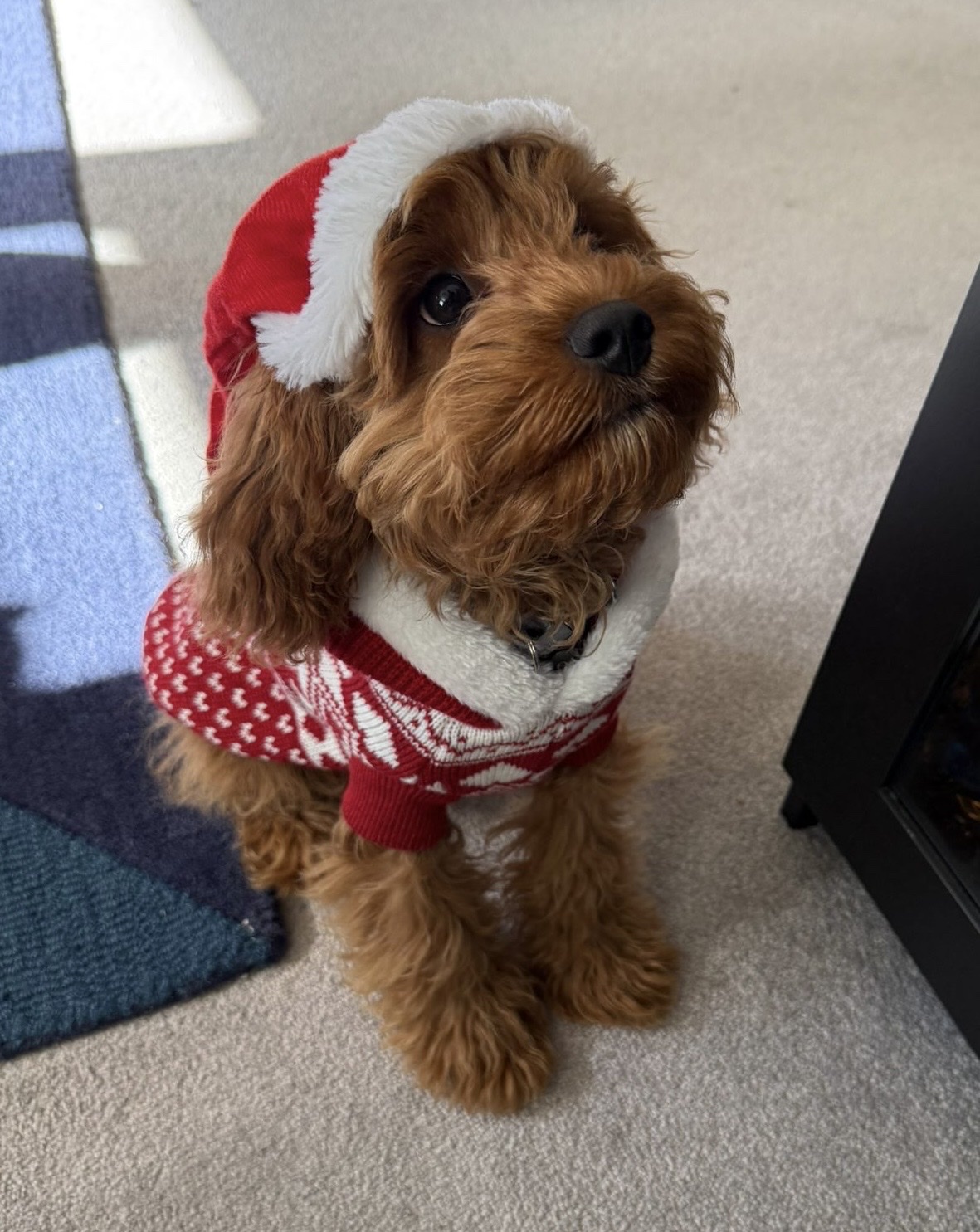 Dog wearing a Christmas outfit