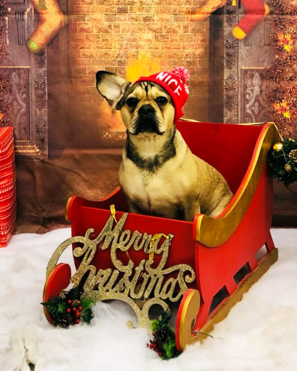 Dog in a sleigh wearing a Christmas hat