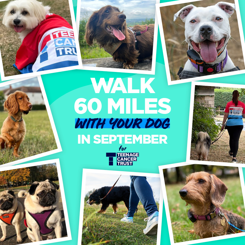 Collage of dogs with owners promoting a 60-mile walk challenge in September for Teenage Cancer Trust, featuring smiling dogs and active participants.