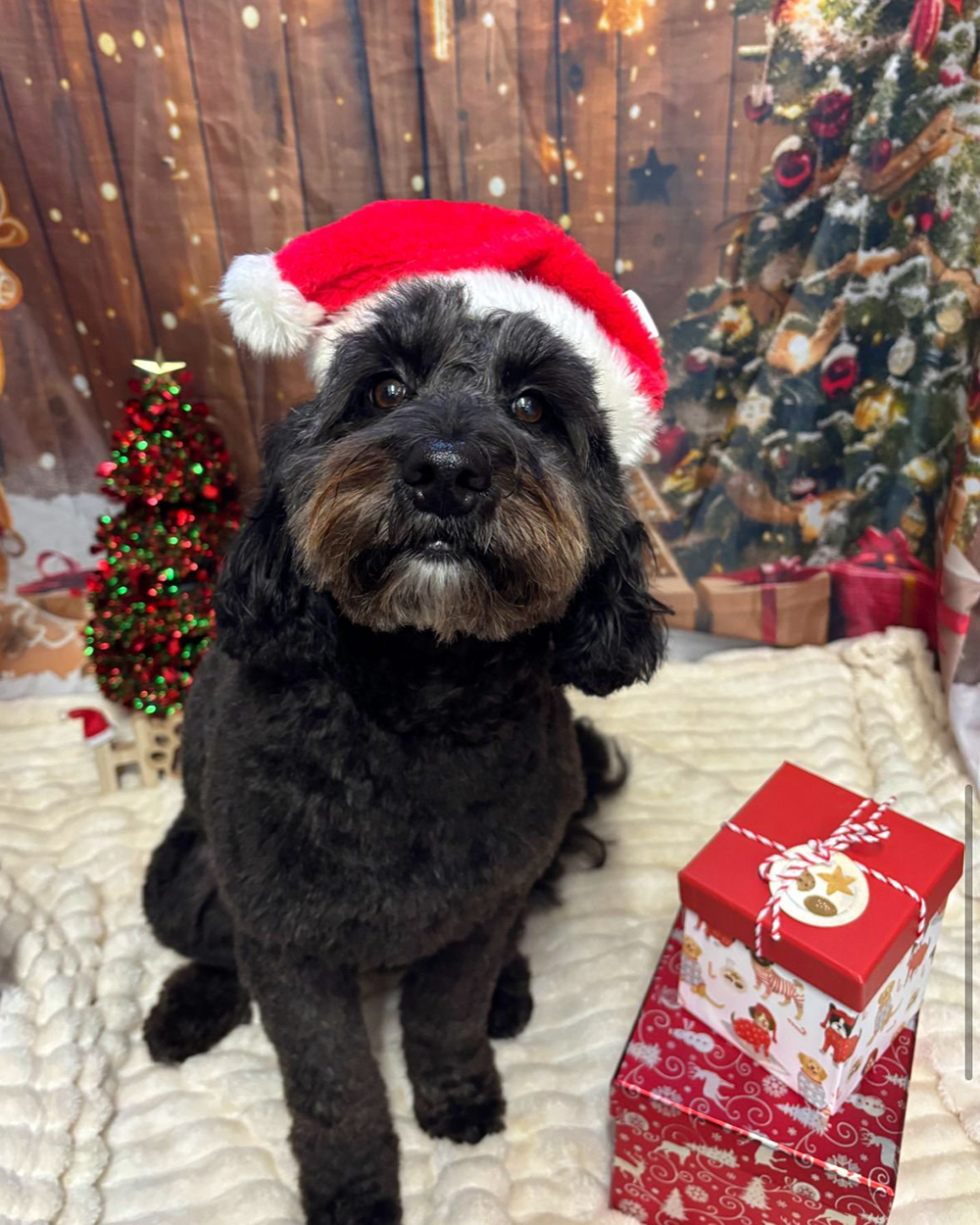 Dog infront of a Christmas backdrop wearing a Santa hat