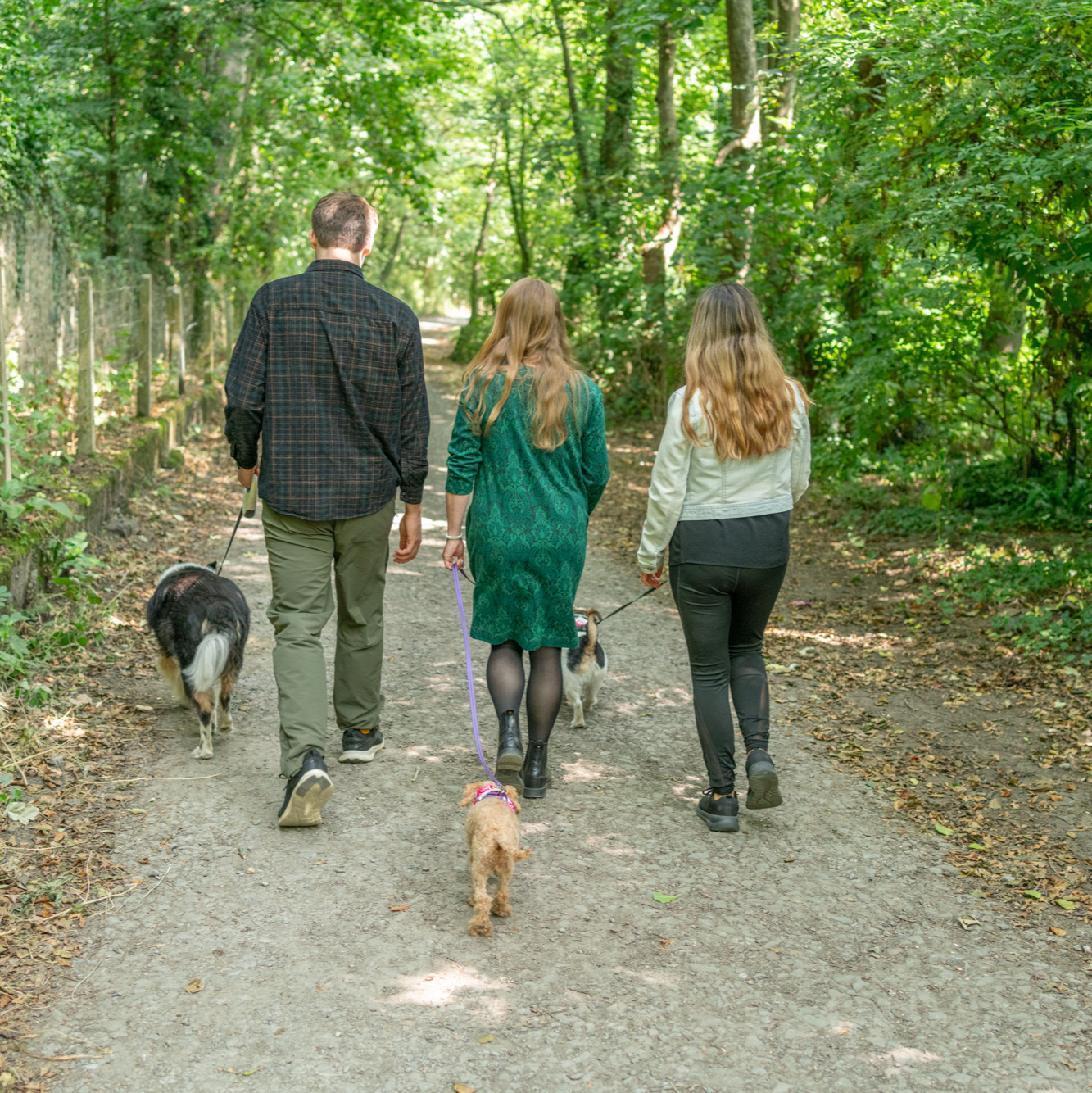 backs of three people walking dogs