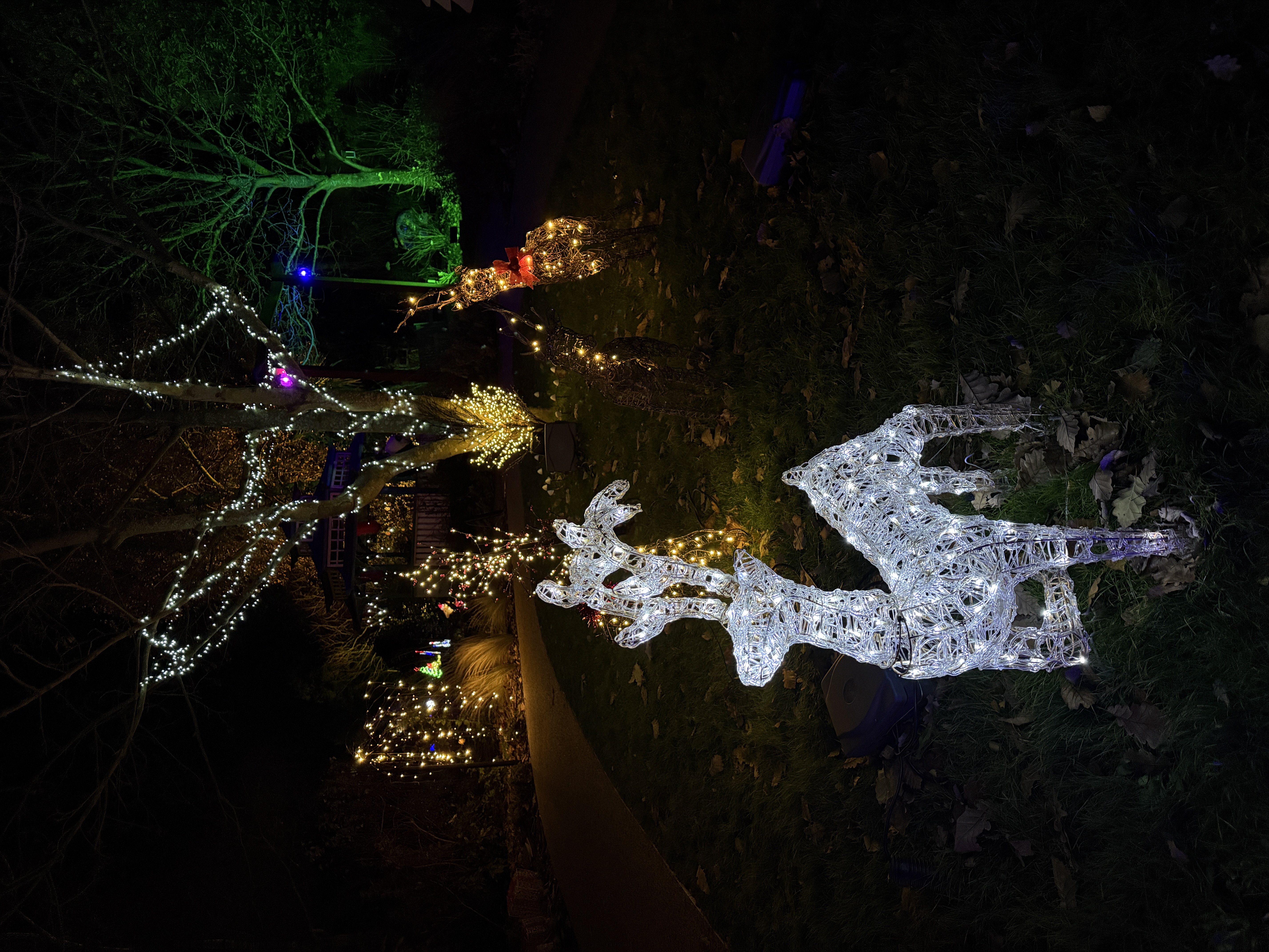 El trail with reindeer