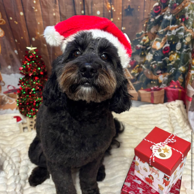 Santa Paws