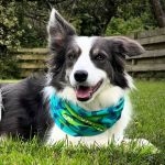 Dog bandana