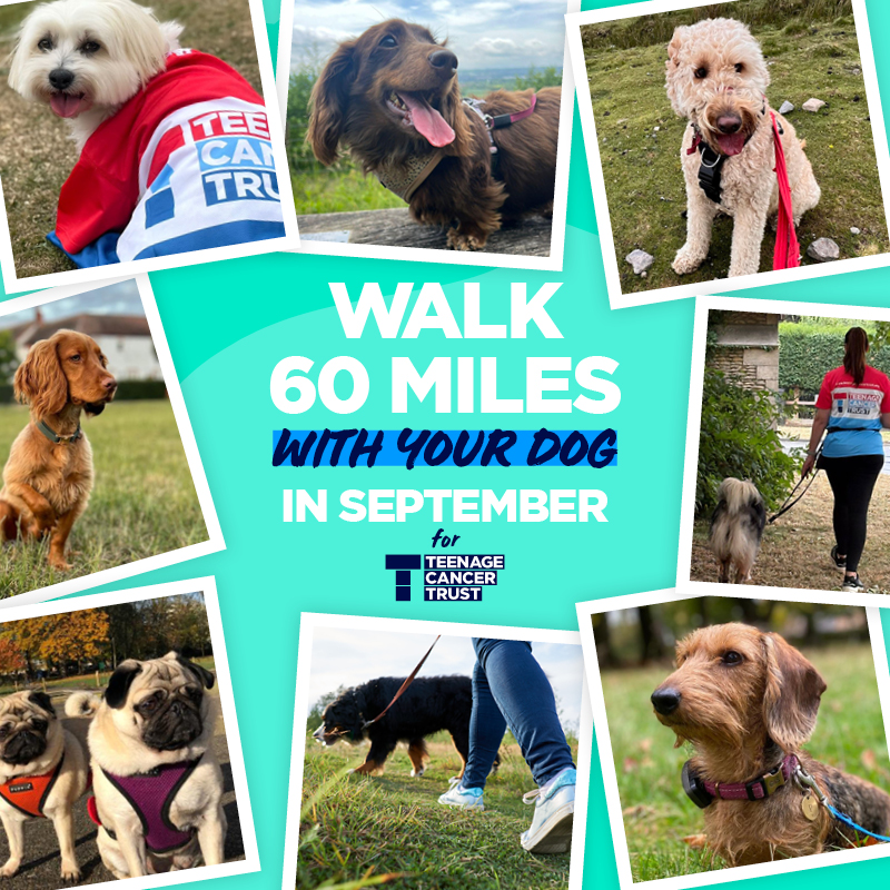 Collage of dogs with owners promoting a 60-mile walk challenge in September for Teenage Cancer Trust, featuring smiling dogs and active participants.