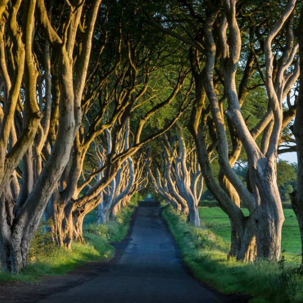 Dark Hedges